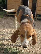 PABLITO, Hund, Beagle in Griechenland - Bild 15