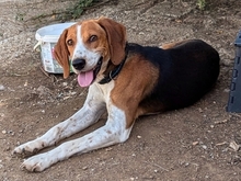 PABLITO, Hund, Beagle in Griechenland - Bild 16