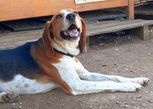 PABLITO, Hund, Beagle in Griechenland - Bild 17