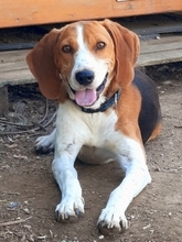 PABLITO, Hund, Beagle in Griechenland - Bild 18