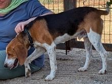 PABLITO, Hund, Beagle in Griechenland - Bild 19