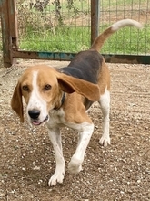 PABLITO, Hund, Beagle in Griechenland - Bild 2