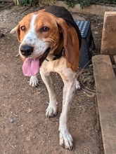 PABLITO, Hund, Beagle in Griechenland - Bild 20