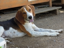 PABLITO, Hund, Beagle in Griechenland - Bild 21