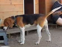 PABLITO, Hund, Beagle in Griechenland - Bild 22