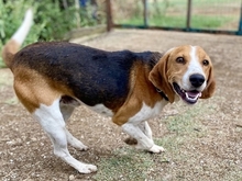 PABLITO, Hund, Beagle in Griechenland - Bild 3