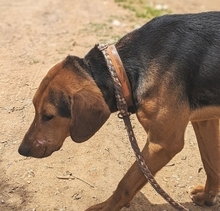 KITSOS, Hund, Griechische Bracke in Griechenland - Bild 3