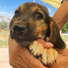 RUBY, Hund, Mischlingshund in Griechenland - Bild 8