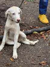 LUCY, Hund, Mischlingshund in Bulgarien - Bild 10