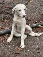 LUCY, Hund, Mischlingshund in Bulgarien - Bild 11