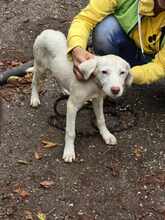 LUCY, Hund, Mischlingshund in Bulgarien - Bild 12