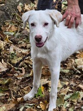 LUCY, Hund, Mischlingshund in Bulgarien - Bild 13