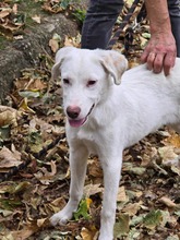 LUCY, Hund, Mischlingshund in Bulgarien - Bild 14