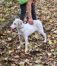 LUCY, Hund, Mischlingshund in Bulgarien - Bild 15