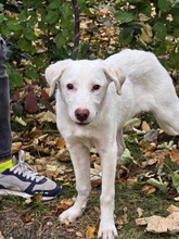 LUCY, Hund, Mischlingshund in Bulgarien - Bild 17