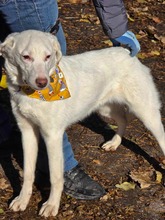 LUCY, Hund, Mischlingshund in Bulgarien - Bild 18