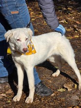 LUCY, Hund, Mischlingshund in Bulgarien - Bild 19