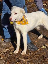 LUCY, Hund, Mischlingshund in Bulgarien - Bild 20