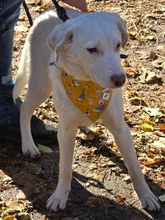 LUCY, Hund, Mischlingshund in Bulgarien - Bild 23