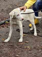 LUCY, Hund, Mischlingshund in Bulgarien - Bild 9