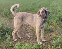 NALA, Hund, Mischlingshund in Griechenland - Bild 1