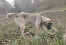 NALA, Hund, Mischlingshund in Griechenland - Bild 2