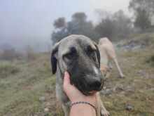 NALA, Hund, Mischlingshund in Griechenland - Bild 3