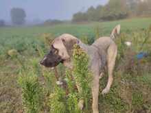 NALA, Hund, Mischlingshund in Griechenland - Bild 4