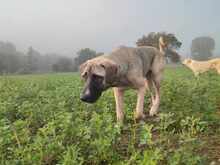 NALA, Hund, Mischlingshund in Griechenland - Bild 5