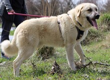 ROULI, Hund, Mischlingshund in Griechenland - Bild 2