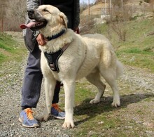 ROULI, Hund, Mischlingshund in Griechenland - Bild 3