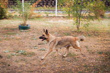 FENTE, Hund, Mischlingshund in Kroatien - Bild 2