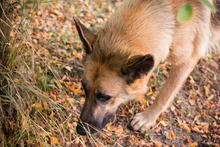 FENTE, Hund, Mischlingshund in Kroatien - Bild 7