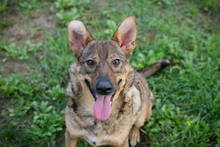 MANDL, Hund, Mischlingshund in Kroatien - Bild 2