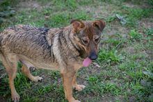 MANDL, Hund, Mischlingshund in Kroatien - Bild 3