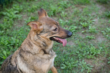 MANDL, Hund, Mischlingshund in Kroatien - Bild 4