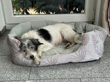 TUCHA, Hund, Mischlingshund in Kerpen - Bild 5