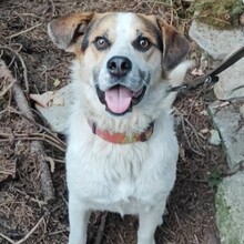 BALKAN, Hund, Mischlingshund in Bulgarien - Bild 2