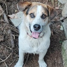 BALKAN, Hund, Mischlingshund in Bulgarien - Bild 4