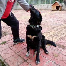 SUZANA, Hund, Mischlingshund in Bulgarien - Bild 3