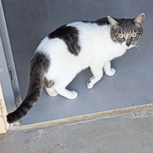 FIJI, Katze, Europäisch Kurzhaar in Spanien - Bild 4