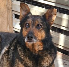 MAYA, Hund, Deutscher Schäferhund-Mix in Rumänien - Bild 11
