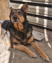 MAYA, Hund, Deutscher Schäferhund-Mix in Rumänien - Bild 12