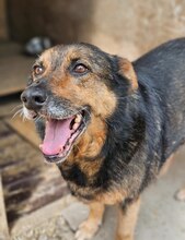 MAYA, Hund, Deutscher Schäferhund-Mix in Rumänien - Bild 13