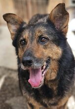 MAYA, Hund, Deutscher Schäferhund-Mix in Rumänien - Bild 14