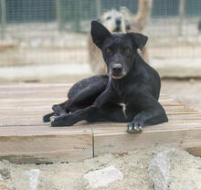 ANDREA, Hund, Mischlingshund in Portugal - Bild 1