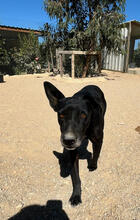 ANDREA, Hund, Mischlingshund in Portugal - Bild 2