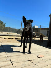 ANDREA, Hund, Mischlingshund in Portugal - Bild 3