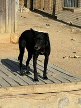 ANDREA, Hund, Mischlingshund in Portugal - Bild 4