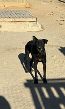 ANDREA, Hund, Mischlingshund in Portugal - Bild 5